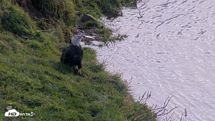 Kodiak Alaska Brown Bears Live Webcam - Oct 8, 2026, 12:43pm AKDT