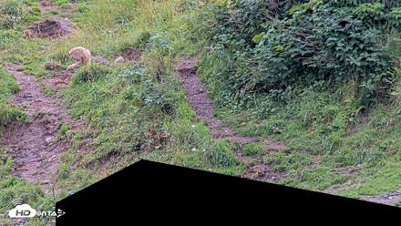 Kodiak Alaska Brown Bears Live Webcam - Aug 19, 2026, 4:10pm AKDT