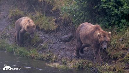 Kodiak Alaska Brown Bears Live Webcam - Aug 4, 2026, 7:12am AKDT