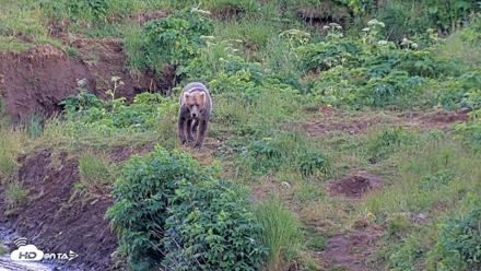 Kodiak Alaska Brown Bears Live Webcam - Jul 28, 2026, 9:40pm AKDT