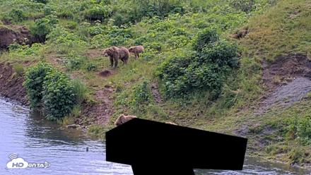 Kodiak Alaska Brown Bears Live Webcam - Jul 28, 2026, 1:22pm AKDT