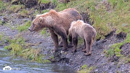 Kodiak Alaska Brown Bears Live Webcam - Aug 4, 2026, 5:31pm AKDT