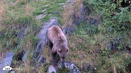 Kodiak Alaska Brown Bears Live Webcam - Aug 19, 2026, 5:48pm AKDT