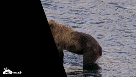 Kodiak Alaska Brown Bears Live Webcam - Aug 17, 2026, 8:16am AKDT