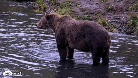 Kodiak Alaska Brown Bears Live Webcam - Aug 20, 2026, 7:22am AKDT