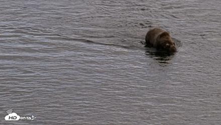 Kodiak Alaska Brown Bears Live Webcam - Aug 20, 2026, 5:19pm AKDT