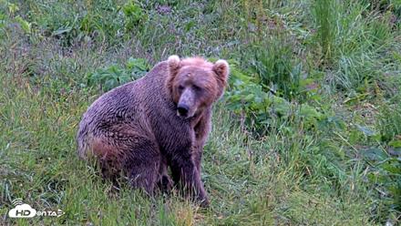 Kodiak Alaska Brown Bears Live Webcam - Jul 22, 2026, 4:25pm AKDT