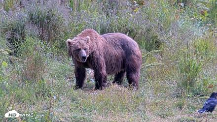 Kodiak Alaska Brown Bears Live Webcam - Aug 6, 2026, 2:54pm AKDT