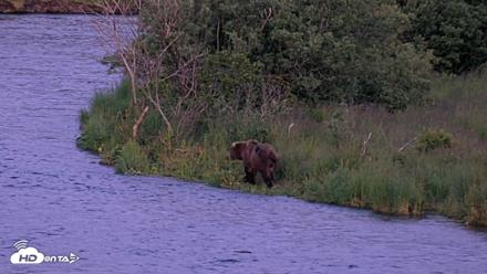 Kodiak Alaska Brown Bears Live Webcam - Jul 29, 2026, 10:53pm AKDT