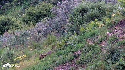 Kodiak Alaska Brown Bears Live Webcam - Aug 14, 2026, 4:19pm AKDT