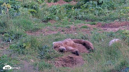 Kodiak Alaska Brown Bears Live Webcam - Aug 11, 2026, 7:14pm AKDT