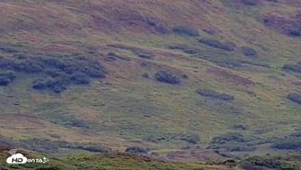 Kodiak Alaska Brown Bears Live Webcam - Jul 27, 2026, 3:23pm AKDT