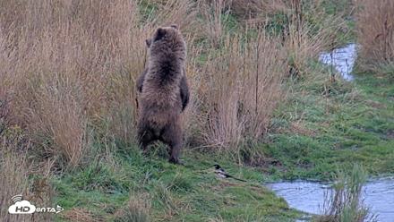 Kodiak Alaska Brown Bears Live Webcam - Oct 6, 2026, 11:11am AKDT