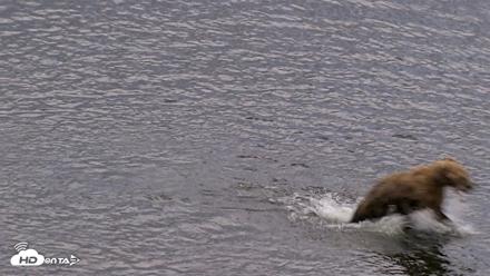 Kodiak Alaska Brown Bears Live Webcam - Aug 20, 2026, 8:22pm AKDT