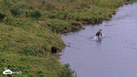 Kodiak Alaska Brown Bears Live Webcam - Aug 20, 2026, 6:06pm AKDT