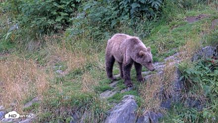 Kodiak Alaska Brown Bears Live Webcam - Aug 19, 2026, 5:47pm AKDT