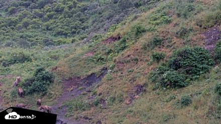 Kodiak Alaska Brown Bears Live Webcam - Aug 7, 2026, 7:41am AKDT
