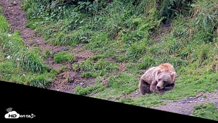 Kodiak Alaska Brown Bears Live Webcam - Aug 18, 2026, 12:58pm AKDT