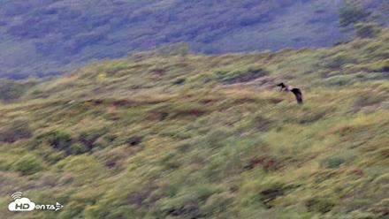 Kodiak Alaska Brown Bears Live Webcam - Aug 22, 2026, 7:23pm AKDT