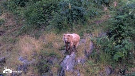 Kodiak Alaska Brown Bears Live Webcam - Aug 8, 2026, 10:21pm AKDT