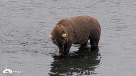 Kodiak Alaska Brown Bears Live Webcam - Aug 18, 2026, 4:58pm AKDT