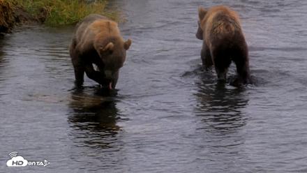 Kodiak Alaska Brown Bears Live Webcam - Aug 13, 2026, 4:50pm AKDT