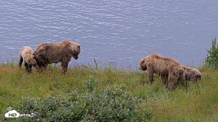 Kodiak Alaska Brown Bears Live Webcam - Aug 2, 2026, 11:07am AKDT