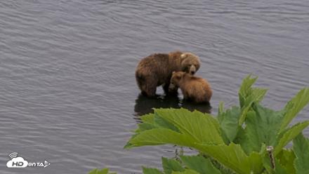 Kodiak Alaska Brown Bears Live Webcam - Jul 12, 2026, 2:08pm AKDT