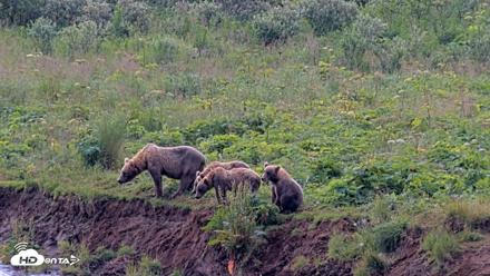 Kodiak Alaska Brown Bears Live Webcam - Aug 9, 2026, 12:16pm AKDT