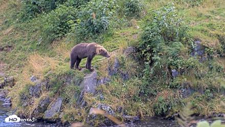Kodiak Alaska Brown Bears Live Webcam - Aug 23, 2026, 3:39pm AKDT