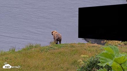 Kodiak Alaska Brown Bears Live Webcam - Aug 3, 2026, 8:42am AKDT