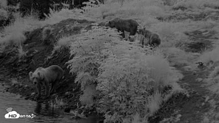 Kodiak Alaska Brown Bears Live Webcam - Aug 12, 2026, 6:22am AKDT