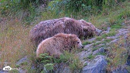 Kodiak Alaska Brown Bears Live Webcam - Aug 3, 2026, 7:47am AKDT