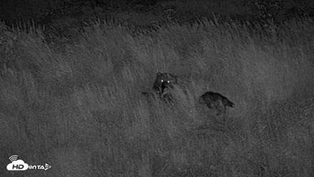Kodiak Alaska Brown Bears Live Webcam - Jul 27, 2026, 12:28am AKDT