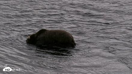 Kodiak Alaska Brown Bears Live Webcam - Aug 20, 2026, 5:44pm AKDT