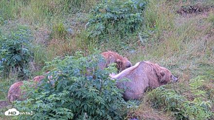 Kodiak Alaska Brown Bears Live Webcam - Aug 4, 2026, 1:16pm AKDT