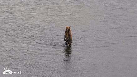 Kodiak Alaska Brown Bears Live Webcam - Aug 4, 2026, 6:24pm AKDT