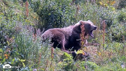 Kodiak Alaska Brown Bears Live Webcam - Aug 23, 2026, 1:26pm AKDT