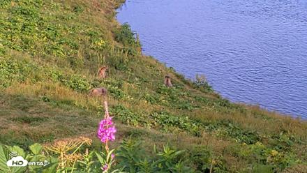 Kodiak Alaska Brown Bears Live Webcam - Aug 11, 2026, 7:59pm AKDT