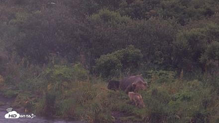 Kodiak Alaska Brown Bears Live Webcam - Aug 16, 2026, 7:49am AKDT