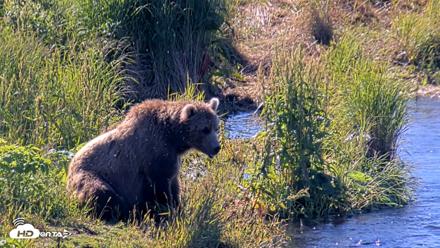 Kodiak Alaska Brown Bears Live Webcam - Jul 31, 2026, 10:34am AKDT