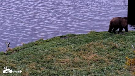 Kodiak Alaska Brown Bears Live Webcam - Oct 8, 2026, 8:43am AKDT