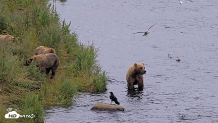 Kodiak Alaska Brown Bears Live Webcam - Aug 7, 2026, 4:16pm AKDT