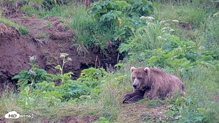 Kodiak Alaska Brown Bears Live Webcam - Jul 27, 2026, 8:30am AKDT