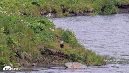 Kodiak Alaska Brown Bears Live Webcam - Aug 4, 2026, 8:52pm AKDT