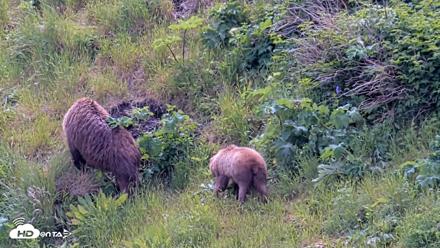 Kodiak Alaska Brown Bears Live Webcam - Jul 15, 2026, 1:51pm AKDT