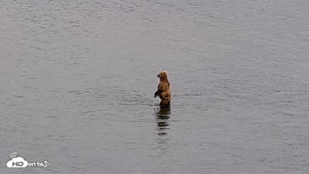 Kodiak Alaska Brown Bears Live Webcam - Aug 4, 2026, 9:17pm AKDT