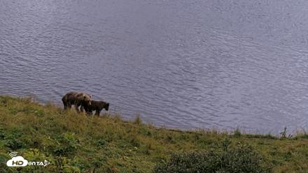 Kodiak Alaska Brown Bears Live Webcam - Aug 20, 2026, 8:33pm AKDT