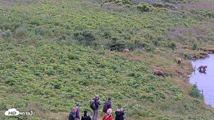 Kodiak Alaska Brown Bears Live Webcam - Aug 7, 2026, 4:21pm AKDT