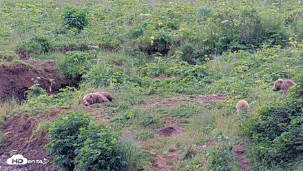 Kodiak Alaska Brown Bears Live Webcam - Aug 6, 2026, 7:57pm AKDT